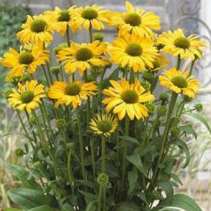 Jeżówka purpurowa (Echinacea) Yellow Passion sadzonka