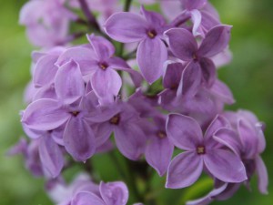lilak perski - Syringa persica Saugeana