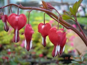 Serduszka (Dicentra) czerwona c1