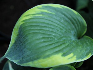 Funkia (Hosta) Tokudama Flavocircinallis c1