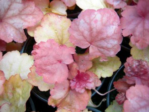 żurawka - Heuchera Georgia Peach