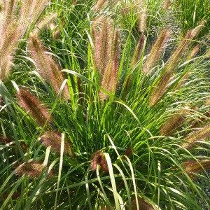 Trawa rozplenica japońska piórkówka (Pennisetum) Redhead c1