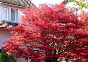 klon palmowy (Acer palm.) Atropurpureum czerwonolistny 80-100cm c2