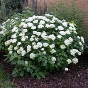 Hortensja drzewiasta (Hydrangea arbor.) Annabelle c3