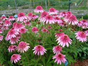 jeżówka purpurowa - Echinacea Pink Sorbet