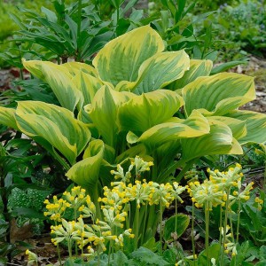 Funkia (Hosta) Liberty c1,5