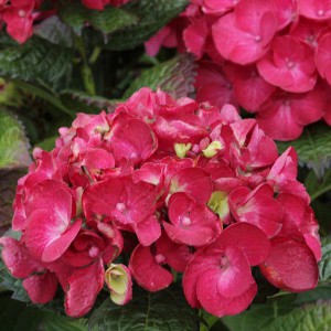 Hortensja ogrodowa (Hydrangea) Hot Red c2 25-35cm