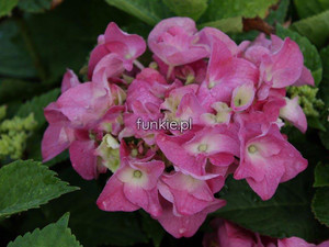 hortensja - Hydrangea Rosita c3