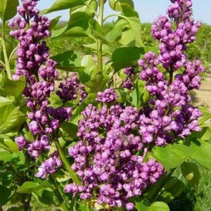Bez - lilak pospolity (Syringa) Congo c2 30-40cm