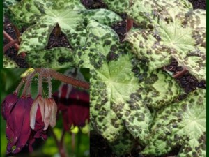 stopowiec - Podophyllum -
