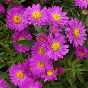 Aster krzaczasty, marcinek (Aster dumosus) Heinz Richard sadzonka