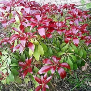Pieris japoński (Pieris japonica) Red Mill c2 50cm