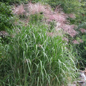 Miskant olbrzymi (Miscanthus giganteus) Floridulus p11