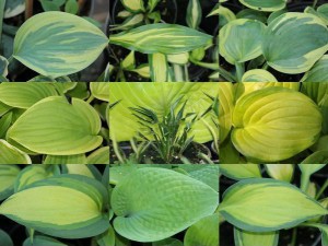 funkia - Hosta - zestaw 8 nowości