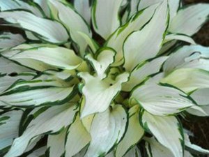 funkia - Hosta White Christmas