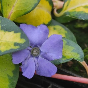 Barwinek większy (Vinca mayor) Illumination p11