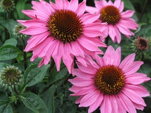 jeżówka purpurowa - Echinacea Gemini Pink