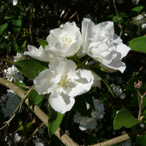 Jaśminowiec (Philadelphus) Bouquet Blanc c2 50-70cm