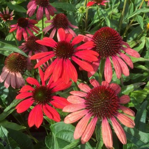 Jeżówka purpurowa (Echinacea) Red Pearl sadzonka