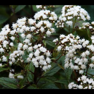 Sadziec plamisty (Eupatorium) Chocolate sadzonka