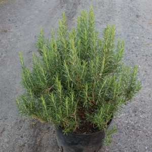 Rozmaryn (Rosmarinus officinalis L.) własne zioło na oknie i w ogrodzie - sadzonka