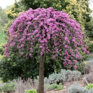 Judaszowiec kanadyjski (Cercis canadensis) Traveller c4 60-100cm
