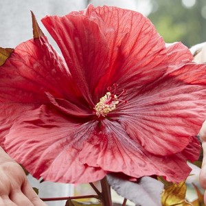 Hibiskus bylinowy (Hibiscus moscheutos) Carousel Giant Red sadzonka