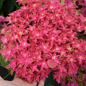 Hortensja ogrodowa (Hydrangea) Princess Diana c3 25-35cm