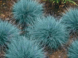Kostrzewa sina, niebieska trawa (Festuca glauca) sadzonka