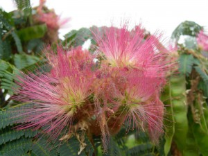 Albicja (Albizia julibrissin) jedwabne perskie drzewo - 120cm