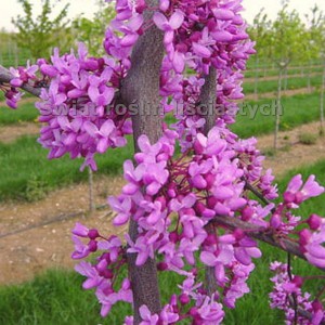 Judaszowiec chiński (Cercis chinensis) Avondale c3 100cm