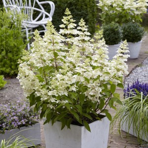 Hortensja bukietowa (Hydrangea) Confetti c3 25-45cm