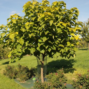 Katalpa, surmia (Catalpa) Aurea c7 na nodze 120-130cm