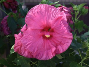 wy Jazzberry Jam Hibiscus moscheutos 2-litr.