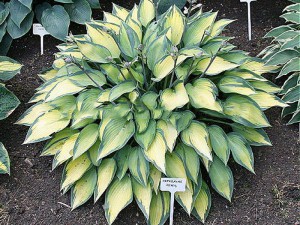 funkia - Hosta Katherine Lewis
