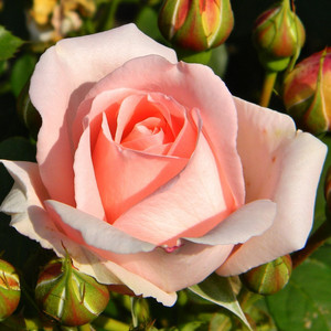 Róża parkowa Clair jasnoróżowa c4 80-100cm