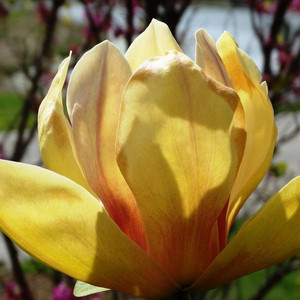 Magnolia Sunsation c3 70-100cm
