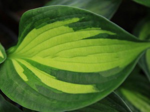 Funkia (Hosta) Whirlwind c1