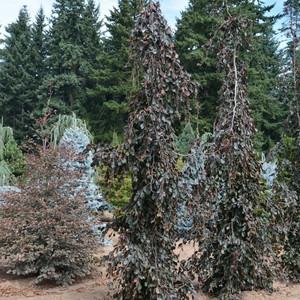 Buk kolumnowy czerwonolist. (Fagus sylvatica) Purple Fountain c3 60-80cm