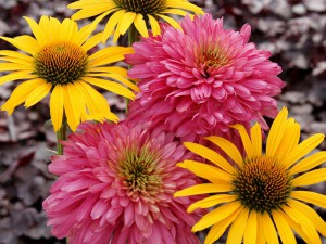jeżówka purpurowa - Echinacea Pink Poodle P11