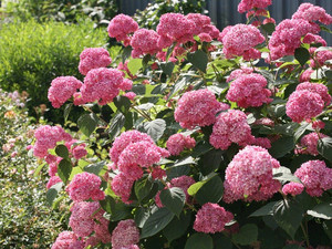 Hortensja drzewiasta (Hydrangea arbor.) Pink Annabelle (Anabelle) Invincibelle c1,5