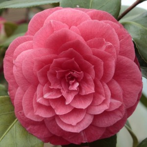 Kamelia japońska (Camellia japonica) Principessa Baciocchi sadzonka