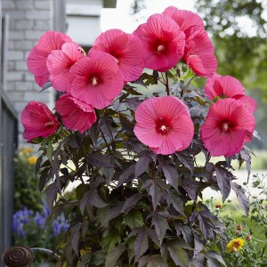 Hibiskus bylinowy (Hibiscus moscheutos) Carousel Pink Passion sadzonka