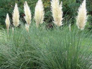 trawa pampasowa biała - Cortaderia selloana Evita
