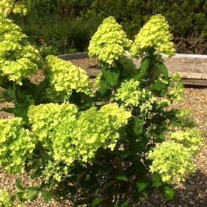Hortensja bukietowa (Hydrangea) Mojito c2 25-35cm