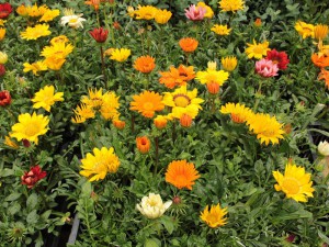 Gazania roślina rabatowa - mix kolorów sadzonka