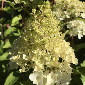 Hortensja bukietowa (Hydrangea) Mont Blanc c3 50-70cm