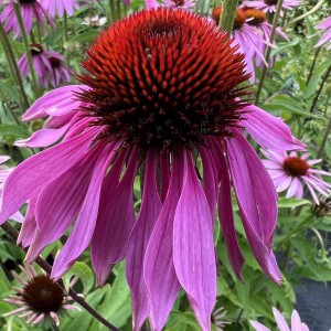 Jeżówka purpurowa (Echinacea) Double Decker sadzonka