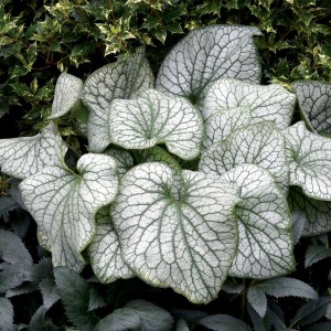 Brunera wielkolistna (Brunnera) Alexander's Great sadzonka