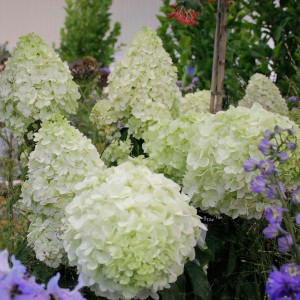 Z.Hortensja bukietowa (Hydrangea) Polar Bear c7 40-50cm